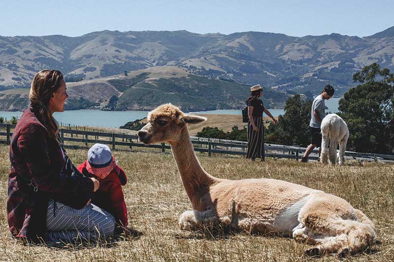 Neuseeland mit Baby in der Elternzeit: Tierfarm mit Lamas und Blick auf die Berge.