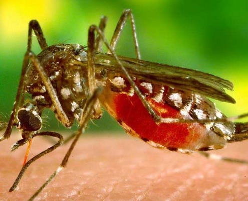 Thailand mit Kind Dengue Mücke sticht gleich