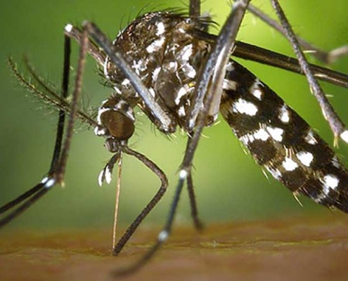 Thailand mit Kind Dengue Tigermücke