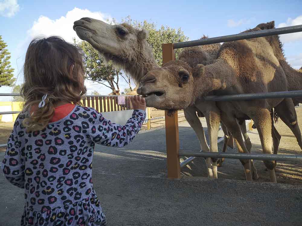 Zypern mit Kindern - Camel Park