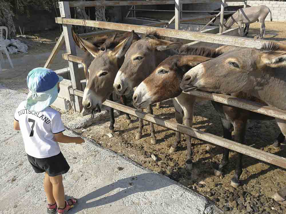 Zypern mit Kindern - Golden Donkeys Farm